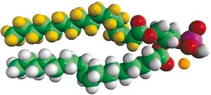 16:0-d31-18:1 PA 1-palmitoyl-d31-2-oleoyl-sn-glycero-3-phosphate (sodium salt), chloroform
