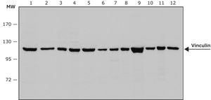 Anti-Vinculin antibody, Mouse monoclonal clone VIN-11-5, purified from hybridoma cell culture