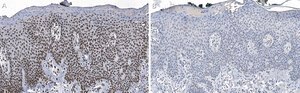 Anti-DNA-RNA hybrid Antibody, clone S9.6 ZooMAb® Mouse Monoclonal recombinant, expressed in HEK 293 cells