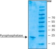 Pyrophosphatase, Inorganic from Escherichia coli recombinant, expressed in E. coli, lyophilized powder, ≥90%, ≥800 units/mg protein