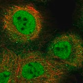 Anti-KLF9 antibody produced in rabbit Prestige Antibodies® Powered by Atlas Antibodies, affinity isolated antibody, buffered aqueous glycerol solution