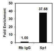 EZ-Magna ChIP® A/G Chromatin Immunoprecipitation Kit Single day chromatin immunoprecipitation (ChIP) kit containing all necessary reagents to perform 22 individual chromatin immunoprecipitation (ChIP) reactions using magnetic A/G beads. Control primers included.