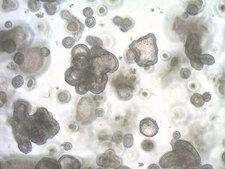 3dGRO&#174; Organoid Dissociation Reagent Chemically defined enzyme-free organoid dissociation solution.