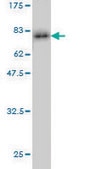Monoclonal Anti-CASP9 antibody produced in mouse clone 3B8-4G2, purified immunoglobulin, buffered aqueous solution
