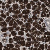 Anti-MUC7 antibody produced in rabbit Prestige Antibodies® Powered by Atlas Antibodies, affinity isolated antibody, buffered aqueous glycerol solution