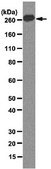 Anti-acetyl CoA Carboxylase Antibody, clone 7D2.2 clone 7D2.2, from mouse