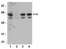 Anti-phospho-Src family (Tyr416) Antibody, clone 2N8, rabbit monoclonal culture supernatant, clone 2N8, Upstate®