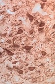 Anti-Parkin Antibody, a.a. 305-323 serum, Chemicon®