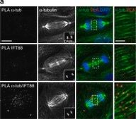 Anti-α-Tubulin−FITC antibody, Mouse monoclonal clone DM1A, purified from hybridoma cell culture