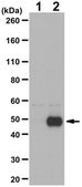 Anti-LHX2 Antibody serum, from rabbit