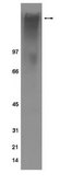 Anti-phospho-EGFR (Tyr845) Antibody, clone 12A3 clone 12A3, Upstate®, from mouse