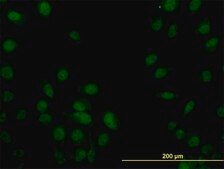 Monoclonal Anti-SP1 antibody produced in mouse clone 1A5, purified immunoglobulin, buffered aqueous solution