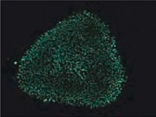 Anti-Oct-4 Antibody, clone 10H11.2 clone 10H11.2, Chemicon®, from mouse