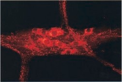 Anti-Nitric Oxide Synthase I Antibody serum, Chemicon®