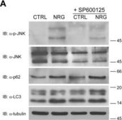 抗LC3B ウサギ宿主抗体 ~1 mg/mL, affinity isolated antibody, buffered aqueous solution