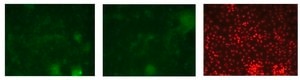 Anti-GATA3 antibody produced in rabbit affinity isolated antibody