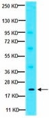 Anti-PDGF-AA Antibody from rabbit, purified by affinity chromatography