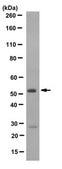 Anti-MLKL Antibody, clone 3H1 clone 3H1, from rat