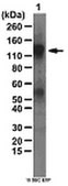 抗リン酸化NR1（Ser897）抗体 from rabbit, purified by affinity chromatography