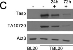 Monoclonal Anti-Actin antibody produced in mouse clone AC-40, ascites fluid