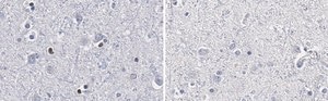 抗Olig2抗体 クローン211F1.1 ZooMAb® マウス・モノクローナル recombinant, expressed in HEK 293 cells