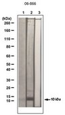 Anti-acetyl-Histone H4 Antibody serum, Upstate®
