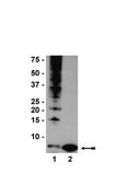 Anti-Ubiquitin Antibody, clone P4D1-A11 clone P4D1-A11, Upstate®, from mouse