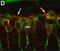 Anti-Protein Kinase Cα antibody produced in rabbit whole antiserum