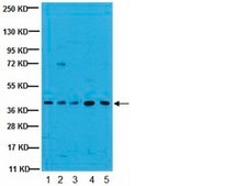 Anti-Giα2 Antibody, clone L5 clone L5, from mouse