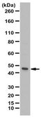 Anti-FPR2 Antibody from rabbit, purified by affinity chromatography