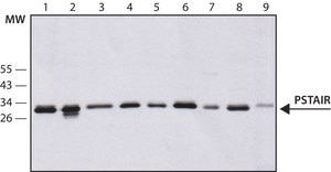 Monoclonal Anti-PSTAIR antibody produced in mouse clone PSTAIR, ascites fluid