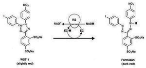 Cell Proliferation Reagent WST-1 suitable for protein quantification, suitable for cell analysis, detection, solution