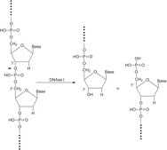 Deoxyribonuclease I bovine recombinant, expressed in Pichia pastoris, buffered aqueous glycerol solution, ≥5,000 units/mg protein