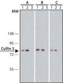 Anti-Cullin 3 antibody ,Mouse monoclonal clone CUL3-9, purified from hybridoma cell culture