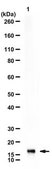 Anti-alpha-Synuclein from rabbit, purified by affinity chromatography