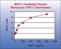 QCM Chemotaxis Cell Migration Assay, 96-well (5 µm), fluorimetric The QCM 5 um 96-well Migration Assay utilizes a 5 um pore size, which is appropriate for studying monocyte/macrophage migration.
