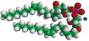 18:1 BMP (S,S) sn-(3-oleoyl-2-hydroxy)-glycerol-1-phospho-sn-1′-(3′-oleoyl-2′-hydroxy)-glycerol (ammonium salt), chloroform