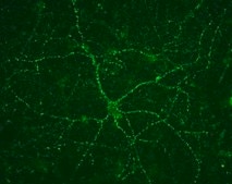 Anti-Vesicular Glutamate Transporter 1 Antibody clone 3C10.2, Chemicon®, from mouse
