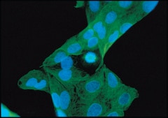 Monoclonal Anti-β-Tubulin antibody produced in mouse clone TUB 2.1, ascites fluid