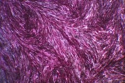 OsteoMAX-XF Differentiation Medium Defined Xeno-Free osteogenesis differentiation medium that is specially formulated to readily differentiate human mesenchymal stem cells (MSCs) into mature osteocytes as assessed by alizarin red &amp; alkaline phosphatase staining.
