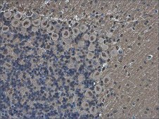 Anti-POU3F2 antibody produced in rabbit