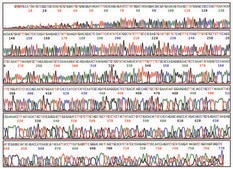 Capillary Electrophoresis Running Buffer (10x) for automated DNA sequencing