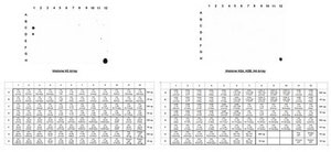 Anti-acetyl-Histone H3 (Lys9) Antibody Upstate®, from rabbit