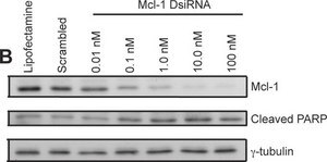 Anti-γ-Tubulin antibody, Mouse monoclonal clone GTU-88, ascites fluid