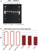 GenElute™ Blood Genomic DNA Kit sufficient for 10 purifications