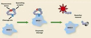 β-Secretase (BACE1) Activity Detection Kit (Fluorescent) 1 kit sufficient for 250 reactions