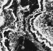 Anti-Integrin &#945;5 Antibody, CT, Intracellular serum, Chemicon&#174;