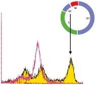 モノクロナール抗リン酸化-ヒストンH3 (pSer28) ラット宿主抗体 ~0.5 mg/mL, clone HTA28, purified immunoglobulin, buffered aqueous solution
