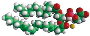 16:0-20:4 PS 1-palmitoyl-2-arachidonoyl-sn-glycero-3-phospho-L-serine (sodium salt), chloroform