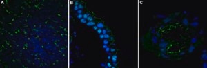Anticuerpo anti-vimentina, clon V9 clone V9, Chemicon®, from mouse